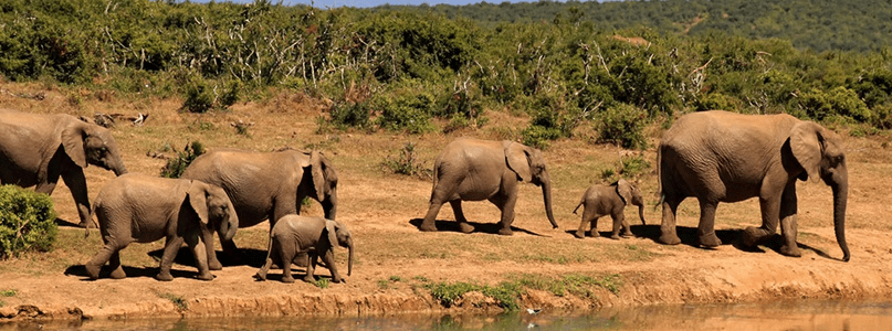 africa